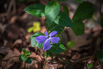 Periwinkle 