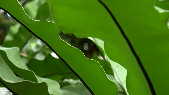 green leaf background