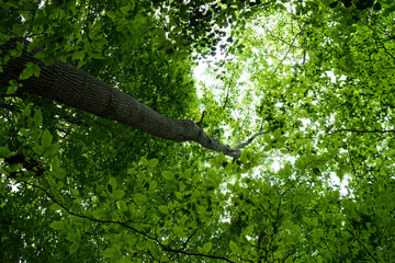 Ground upward view in forest