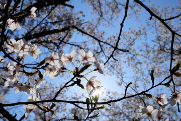 眩しい桜