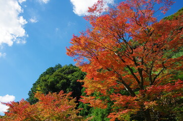 美しい紅葉の木々
