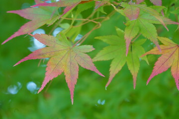 Autumn leaves of maple colored with beautiful gradation