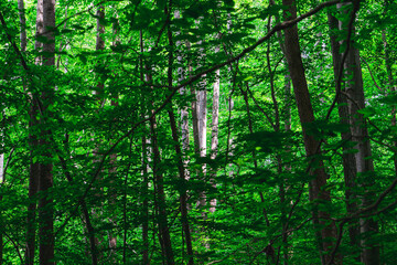 Fototapeta na wymiar trees glowing in the forest