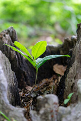 plant growing inside of tree