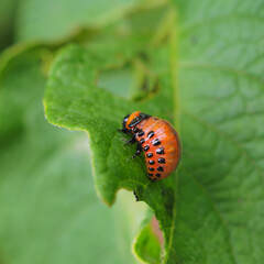The larva of a Colorado potato beetle crawls on a pitted potato leaf. Close-up. Bright square illustration on the theme of protecting agricultural plants from bugs and pests. High detail. Macro