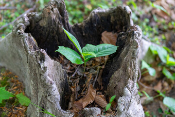 leaf growing in tree chunk