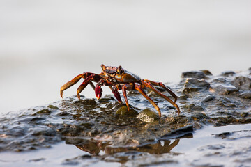 Cangrejo en Santa Marta Colombia