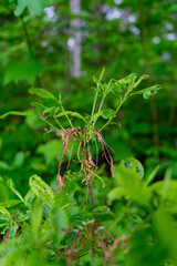 plant growth in nature