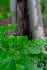 macro of plant leafs