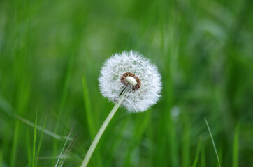 eine einzelne pusteblume im hohem grünen gras