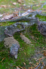 moss growth on the ground