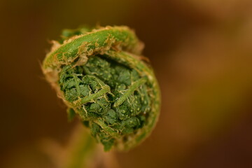 Young green spring  fern leaves