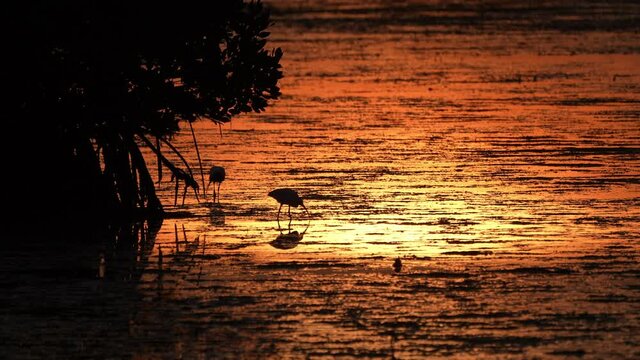 White ibis feeding in Florida mangrove marsh searches for crabs at low tide, sunrise silhouette . American white ibis (Eudocimus albus)