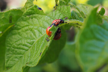 A few Colorado beetle larvae eat the potato leaf. Close-up. A bright illustration on the theme of protecting agricultural plants from bugs and pests. High detail. Side view in profile. Macro