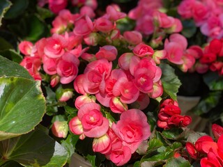 Begonia