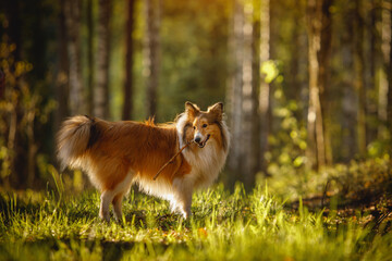 Shetland sheepdog with a stick in teeth. Dog at forest background.
