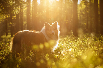 Happy dog in a forest. Shetland sheepdog - sheltie at sunset.