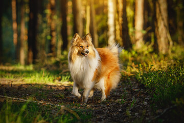 Happy dog in a forest. Shetland sheepdog - sheltie at sunset.