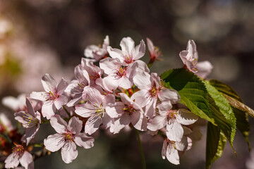 Obraz premium Blooming pink flowers on the branch. Spring background.