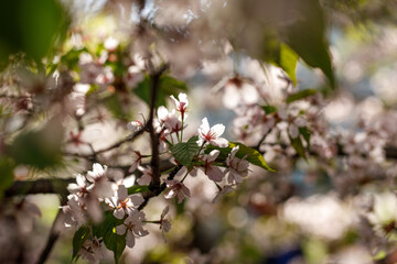 Blooming pink flowers on the branch. Spring background.