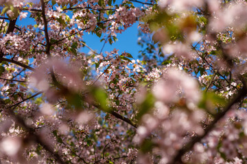 Spring blossom background. Beautiful nature scene of blooming tree. Pink flowers on the branches.