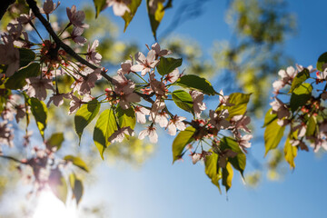 Blooming pink flowers on the branch. Spring background.
