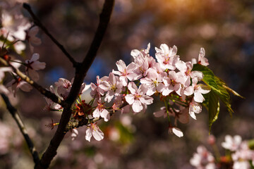Blooming pink flowers on the branch. Spring background.