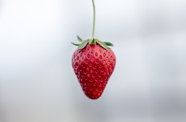 strawberry on white