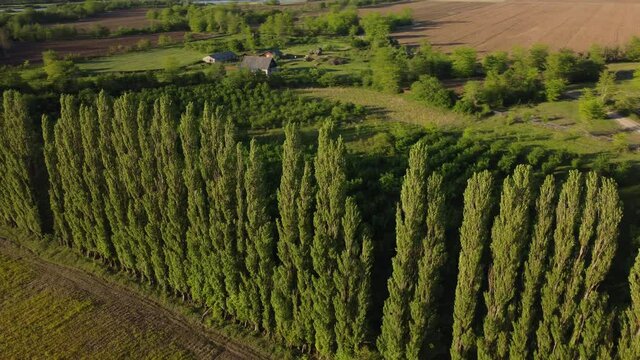 Windbreak Trees And Farm at Sunset