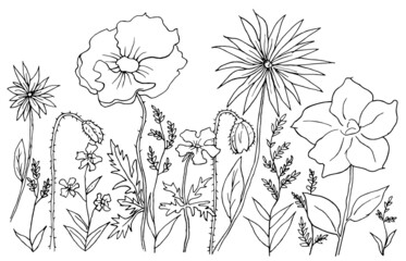 Set of  line drawing flowers elements