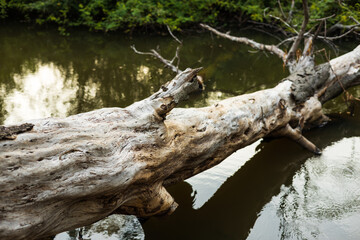 A large tree stump fell into the swamp.