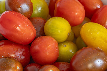 Green, Fresh and Red Small Tomatoes