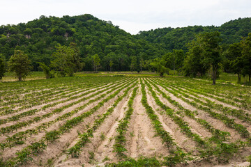 Fototapeta na wymiar View of cassava fields near the foothills in rural Thailand.