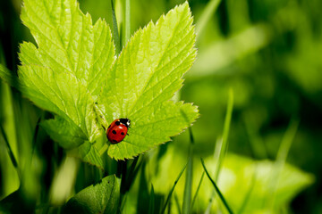 ladybug on green leaf