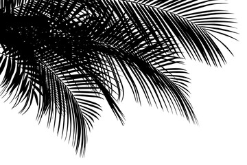 Silhouette of beautiful palm leaves on white background