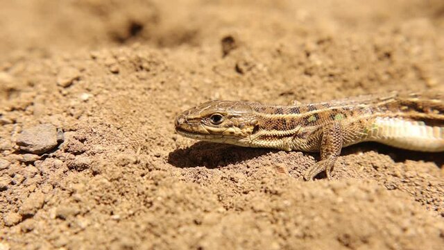 Close up a lizard head.
Camouflaged lizard, Reptile Sunbathing.
Amazing camouflage animals.
This reptile is called skink.
a smooth-bodied lizard with short limbs typically burrowing in sand.
reptiles