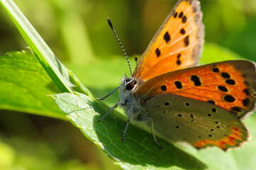 The Small copper is staying on green leaf and soaking up the sun.