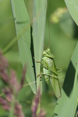 Gr&uuml;nes Heupferd M&auml;nnchen