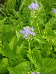 カッコウアザミの紫の花と緑の葉