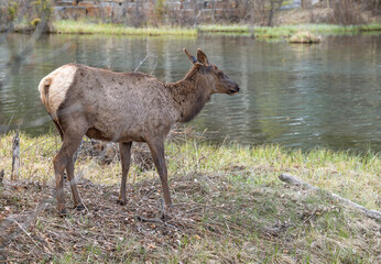 Elk (Cervus canadensis) standing on the water’s edge at Canmore, Alberta, Canada