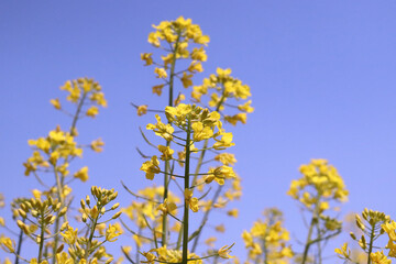 菜の花 花畑 春 黄色 花びら 美しい 春の花 群生 青空 満開 