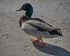 Beautiful Duck walking at street pavement in Sitges, Catalonia