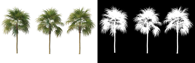 Fototapeta premium Many kinds of trees Variety of styles 