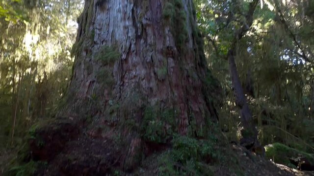 Kauri tree in the New Zealand beautiful tilt up reveal.