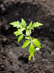 Tomato seedling in the ground in the garden.
