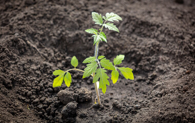 Tomato seedling in the ground in the garden.