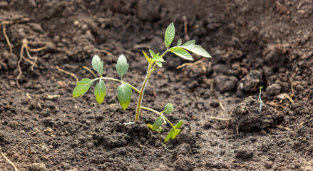 Tomato seedling in the ground in the garden.