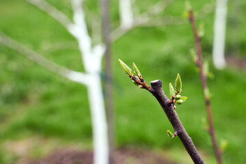Fresh cut twig of the fruit tree with fresh green buds on beautiful spring garden background