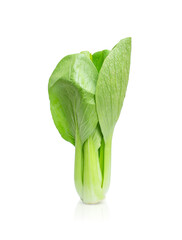Bok choy  vegetable (chinese cabbage) isolated on white background