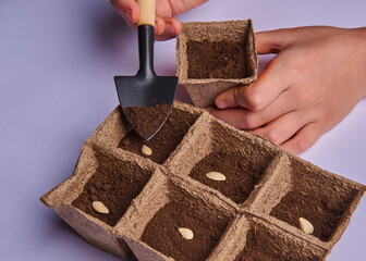 plant seeds are planted in seedling boxes